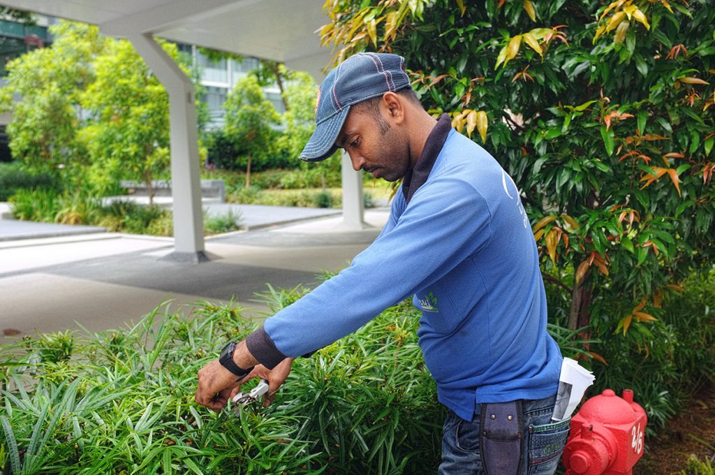 Tree Cutting Singapore Pruning, Landscape Maintenance Services Singapore Limited