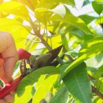 A Guide to Tree Pruning