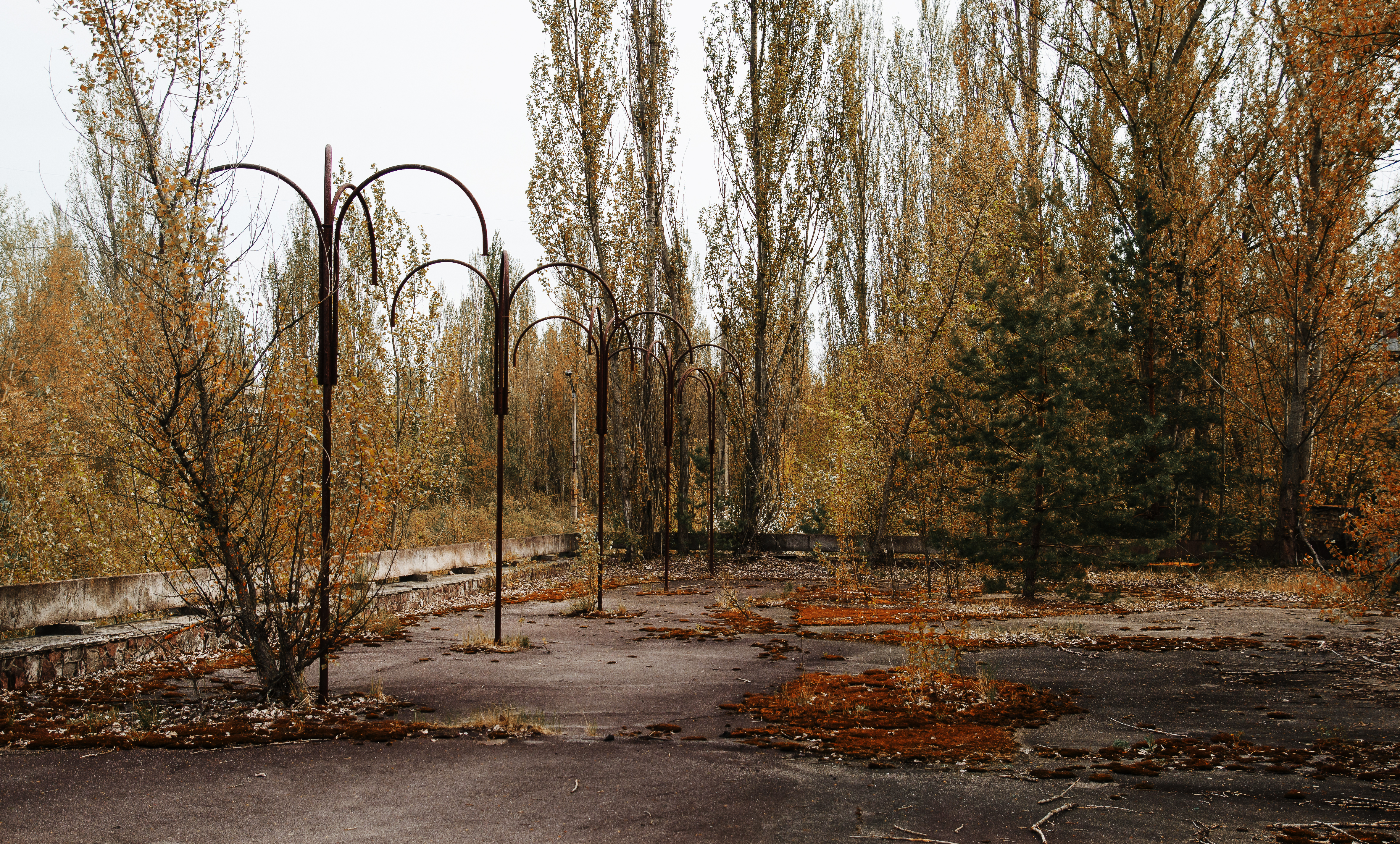 Red forest at Chernobyl city, Ukraine. Abadoned town.