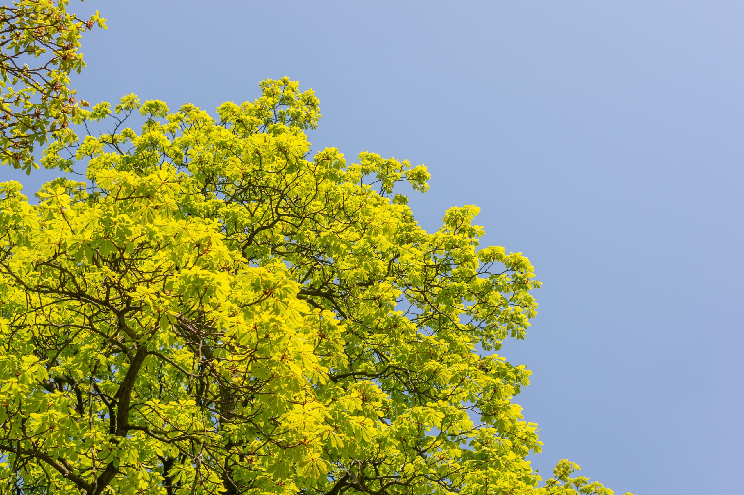 The dense green leaves on the top of the tree with the sky in the background